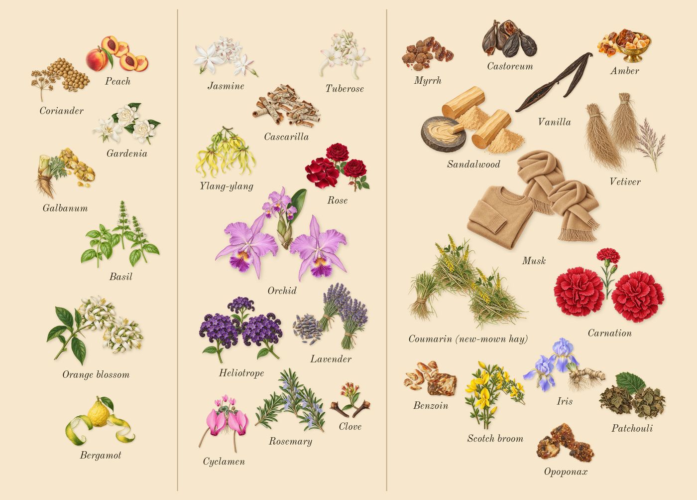 Oscar’s scent picture, a draft: orange blossom, basil, coriander, galbanum, peach, gardenia drawn so far; dashed outlines where nothing is drawn yet
