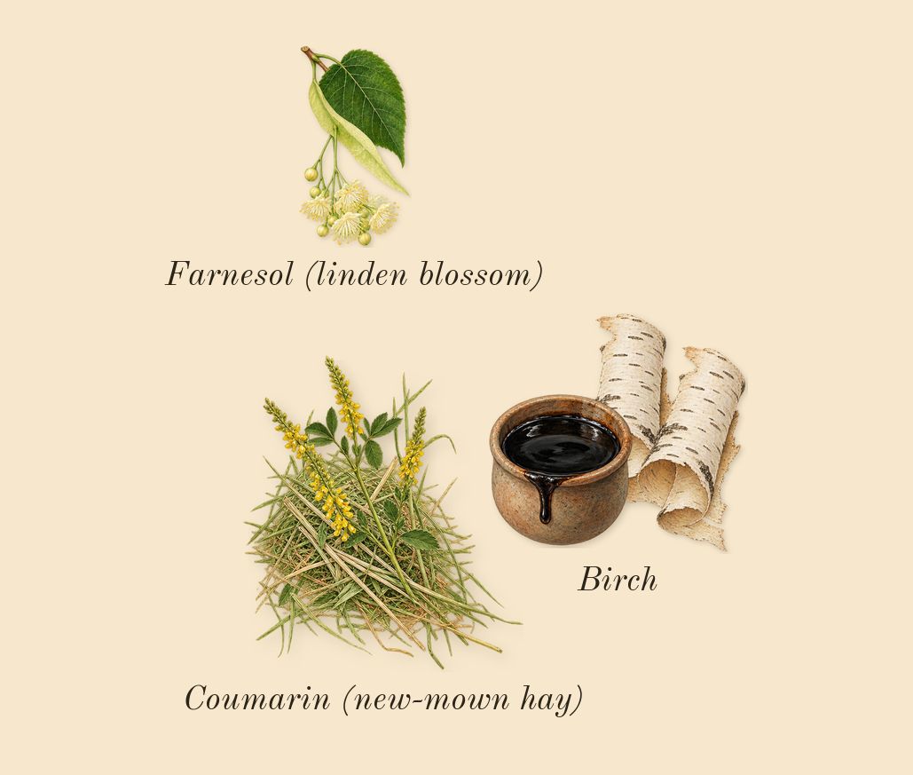 Oud Ulya, dry-down: Birch, Coumarin (new-mown hay), Farnesol (linden blossom)