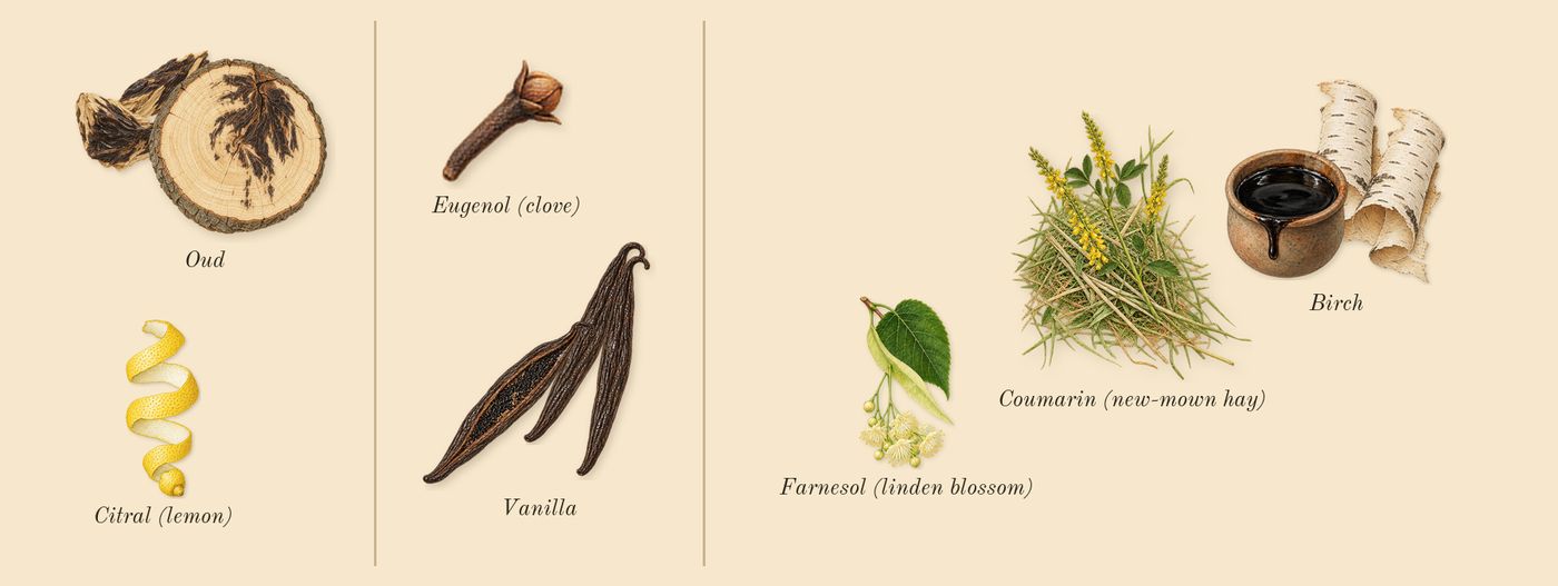 Oud Ulya’s scent picture, a draft: oud, vanilla, birch, coumarin (new-mown hay), citral (lemon), farnesol (linden blossom) drawn so far; dashed outlines where nothing is drawn yet