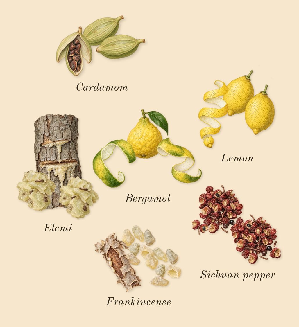 Outlands, top notes: Cardamom, Bergamot, Lemon, Sichuan pepper, Elemi, Frankincense