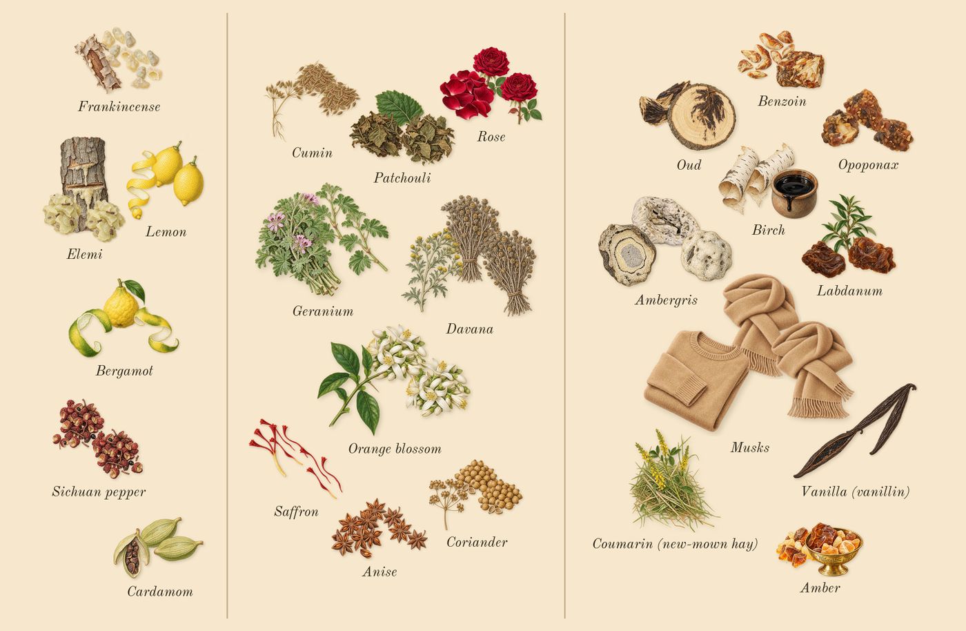 Outlands’s scent picture, a draft: cardamom, bergamot, lemon, sichuan pepper, elemi, frankincense drawn so far; dashed outlines where nothing is drawn yet