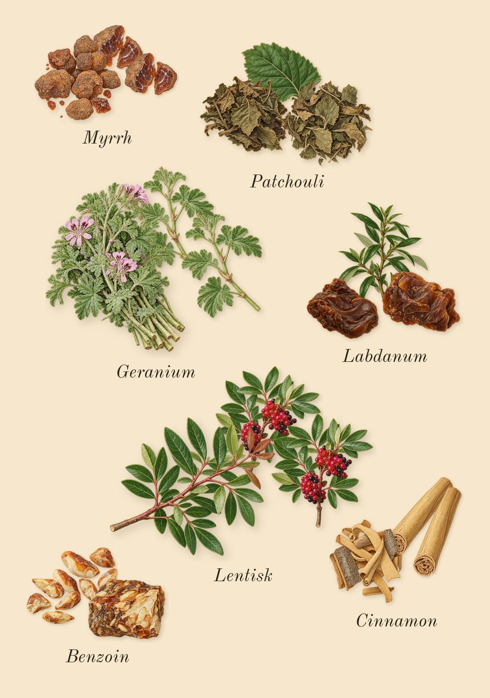 Overture Man, heart: Cinnamon, Lentisk, Benzoin, Labdanum, Patchouli, Geranium, Myrrh