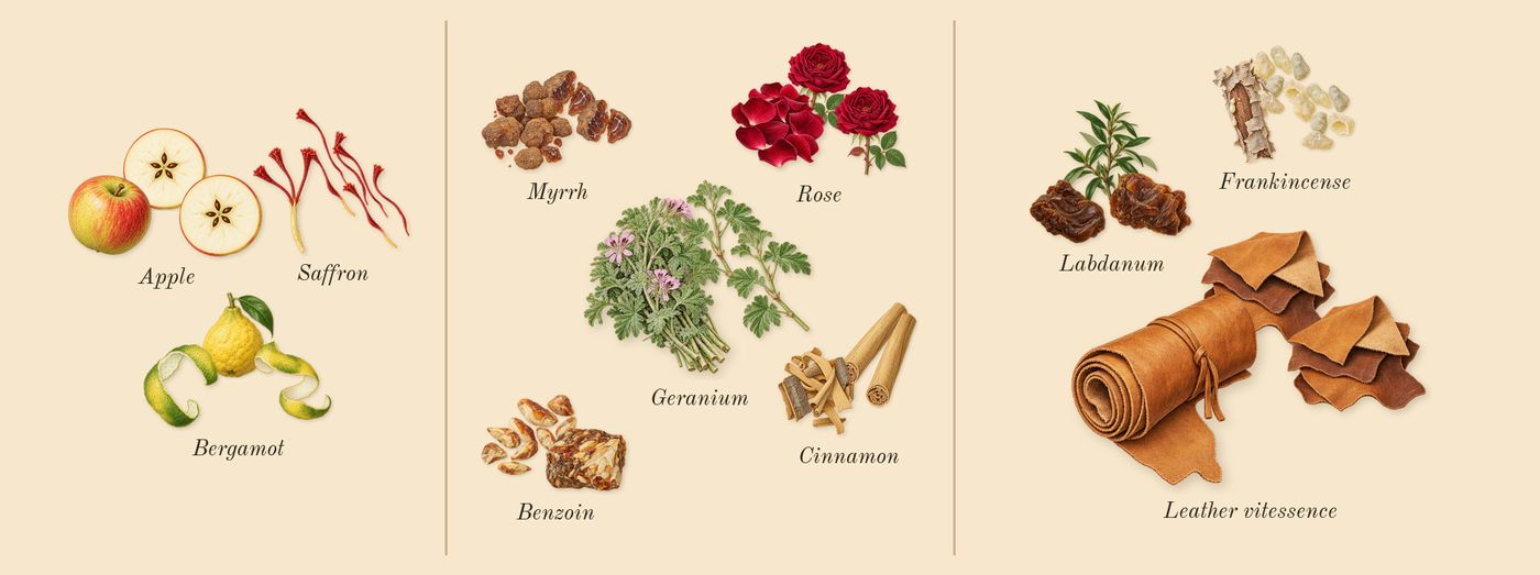 Overture Woman’s scent picture, a draft: bergamot, saffron, apple, benzoin, myrrh, rose drawn so far; dashed outlines where nothing is drawn yet