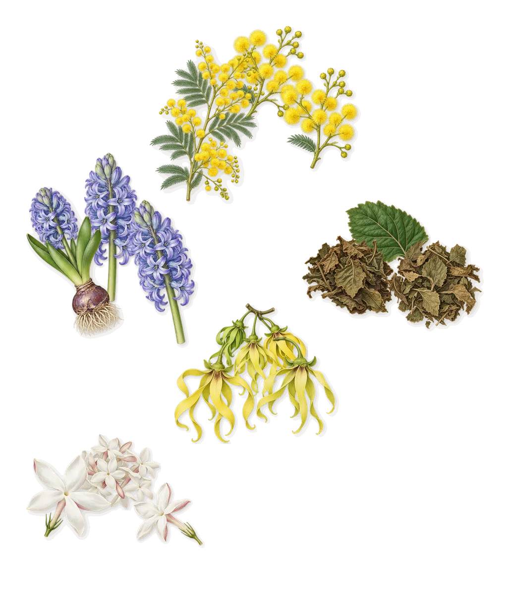 Paloma Picasso, as it settles: Patchouli, Hyacinth, Jasmine, Ylang-ylang, Mimosa
