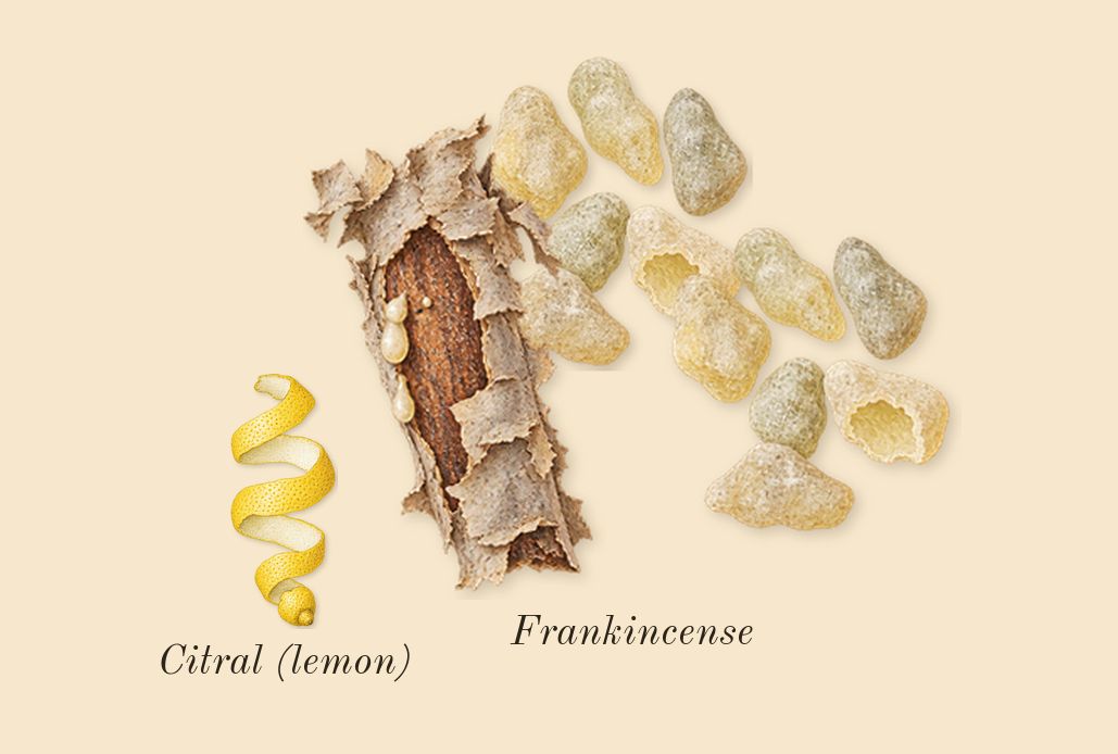 Anubis, top notes: Frankincense, Citral (lemon)