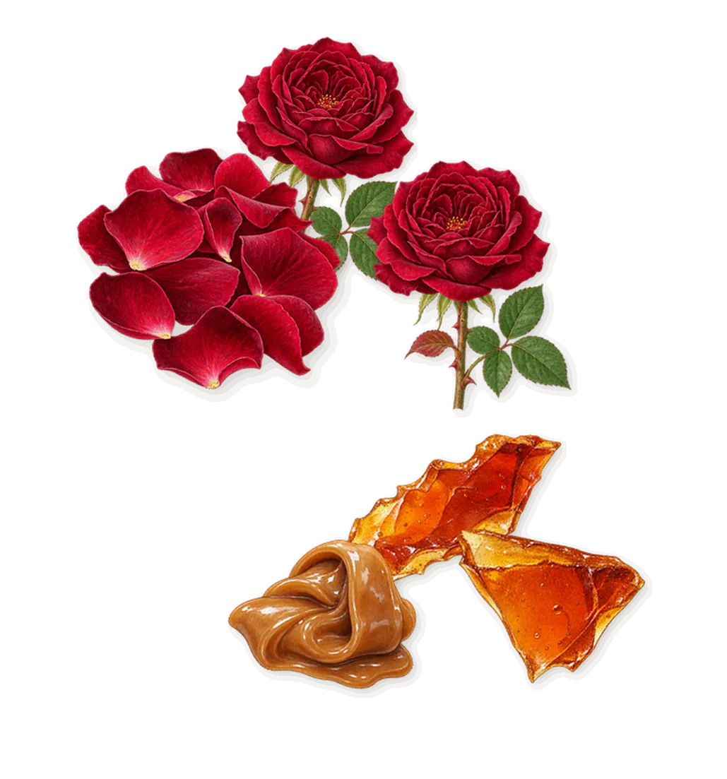 Bengale Rouge, as it settles: Rose, Caramel