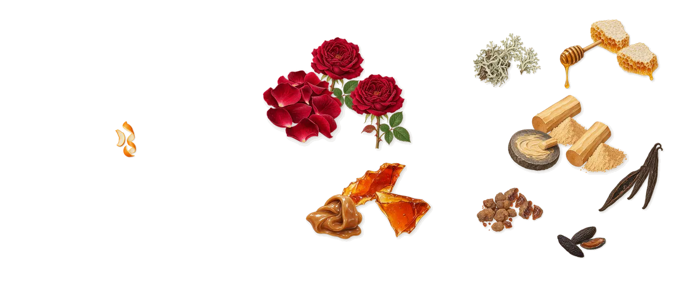 Bengale Rouge’s scent picture, a draft: sandalwood, rose, honey, vanilla, myrrh, oakmoss drawn so far; dashed outlines where nothing is drawn yet