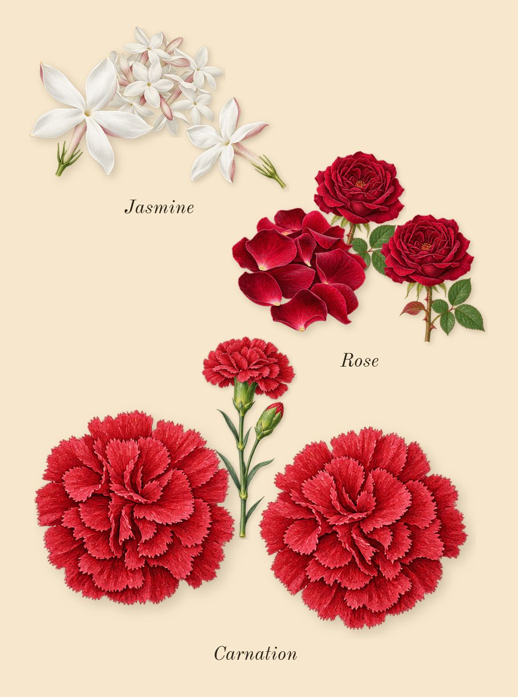 Salome, heart: Jasmine, Rose, Carnation