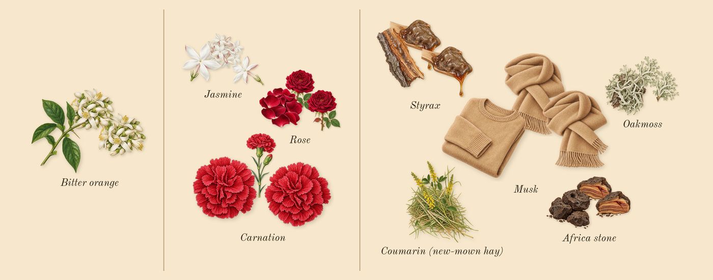 Salome’s scent picture, a draft: jasmine, rose, africa stone, carnation, musk, bitter orange drawn so far; dashed outlines where nothing is drawn yet