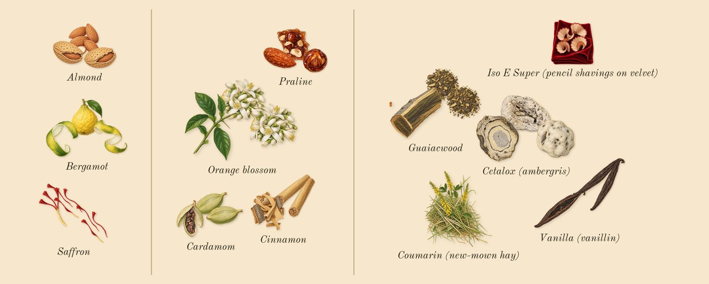 Althaïr Exclusif’s scent picture, a draft: bergamot, saffron, cinnamon, orange blossom, cardamom, praline drawn so far; dashed outlines where nothing is drawn yet