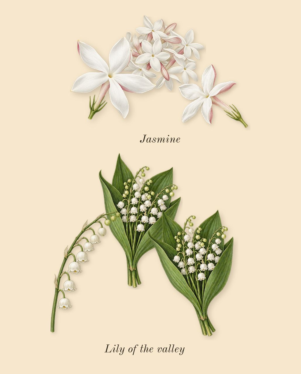 Athénaïs, heart: Jasmine, Lily of the valley