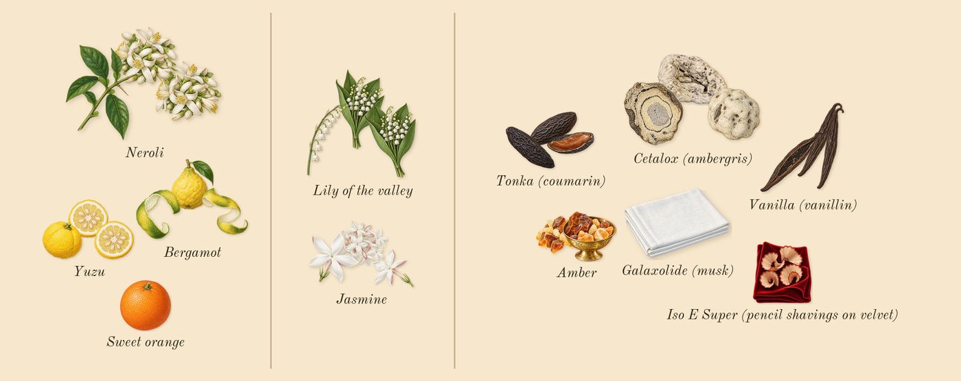Athénaïs’s scent picture, a draft: neroli, bergamot, yuzu, jasmine, tonka (coumarin), vanilla (vanillin) drawn so far; dashed outlines where nothing is drawn yet