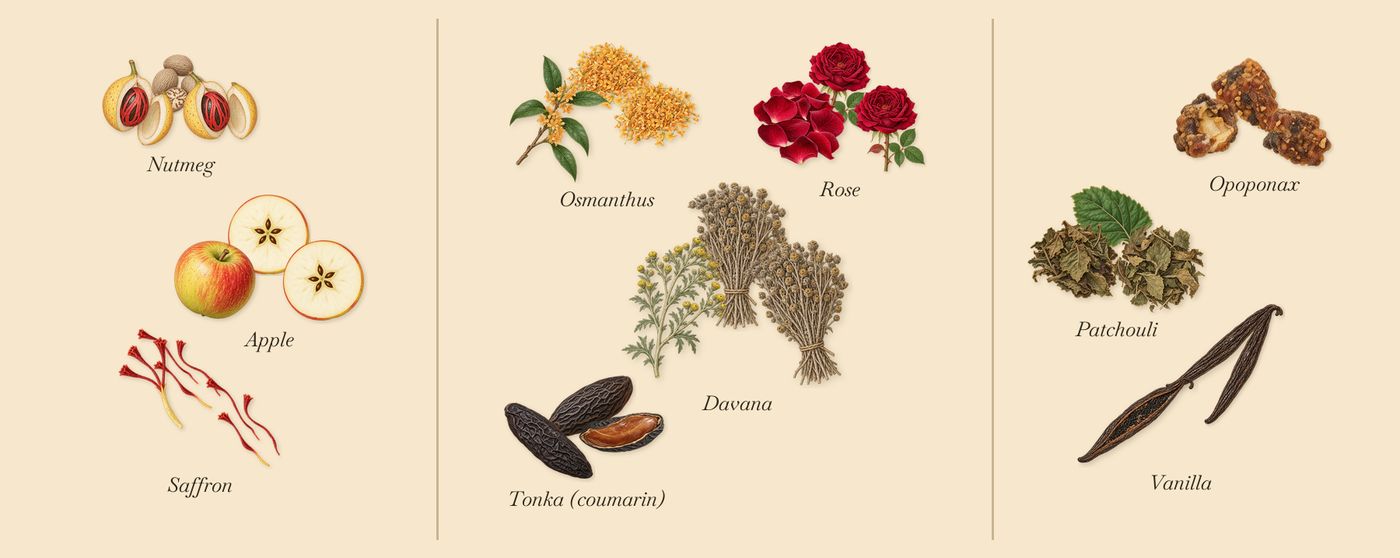 Carlisle’s scent picture, a draft: apple, nutmeg, saffron, tonka (coumarin), rose, osmanthus drawn so far; dashed outlines where nothing is drawn yet