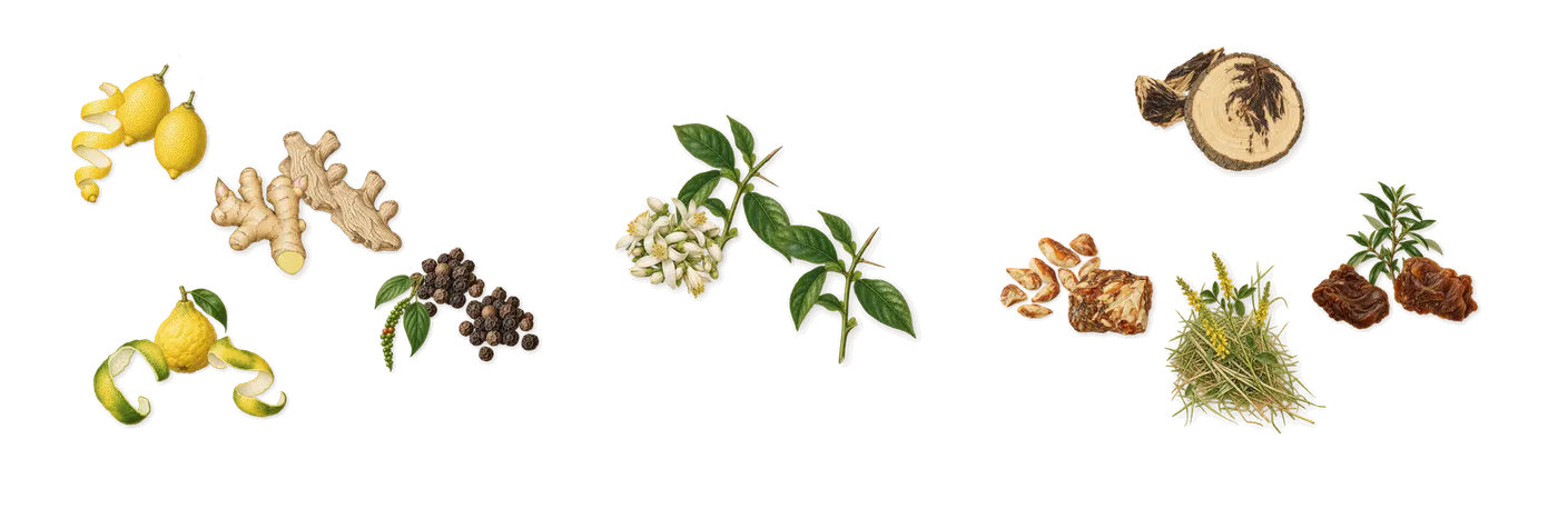 Castley’s scent picture, a draft: bergamot, ginger, black pepper, bitter orange, akigalawood (oud), labdanum drawn so far; dashed outlines where nothing is drawn yet