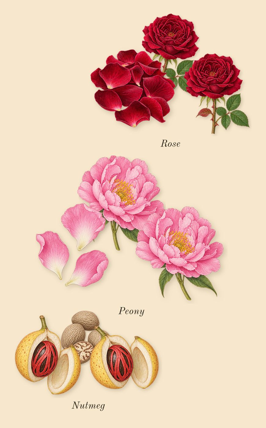 Delina, heart: Rose, Nutmeg, Peony