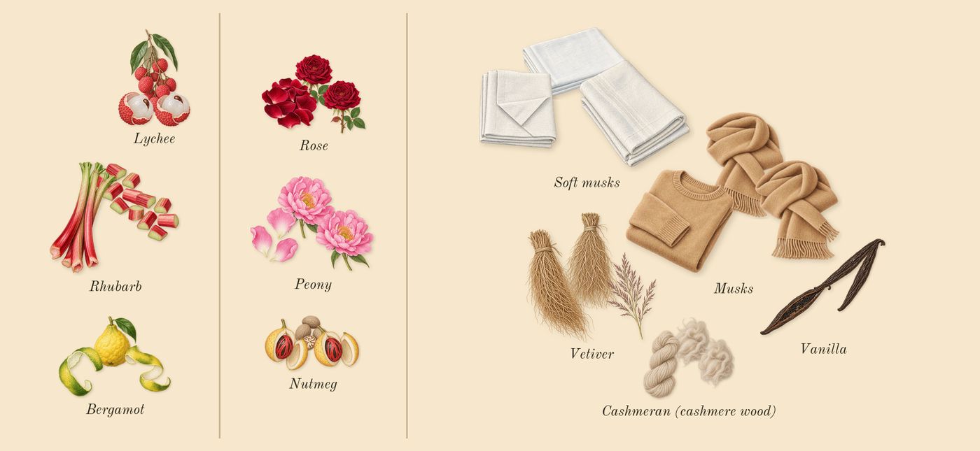 Delina’s scent picture, a draft: bergamot, lychee, rhubarb, rose, nutmeg, cashmeran (cashmere wood) drawn so far; dashed outlines where nothing is drawn yet