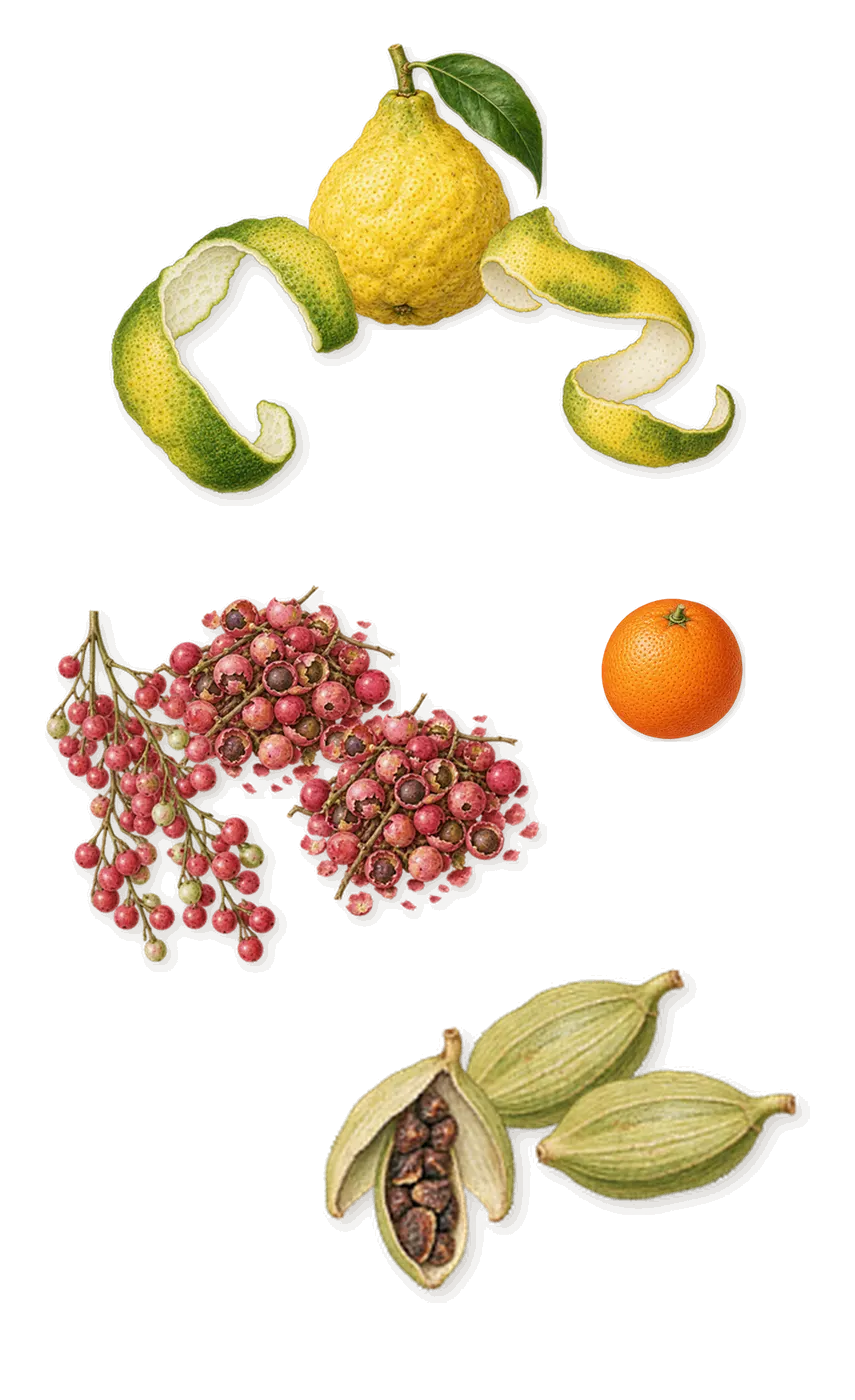 Dorval, when you spray it: Bergamot, Cardamom, Pink pepper, Sweet orange