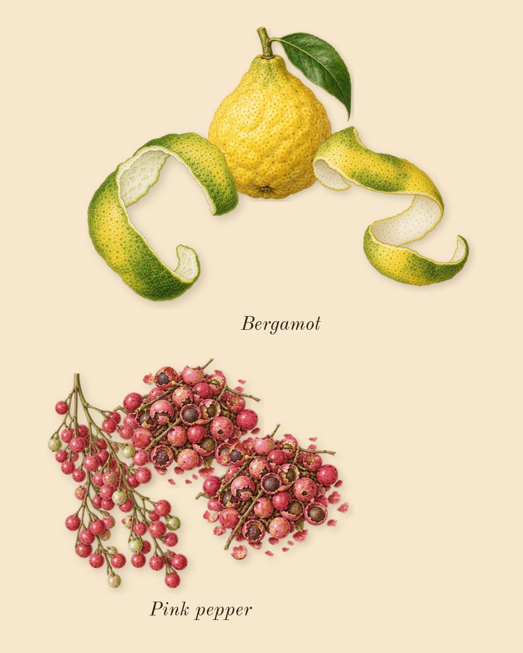 Haltane, top notes: Bergamot, Pink pepper