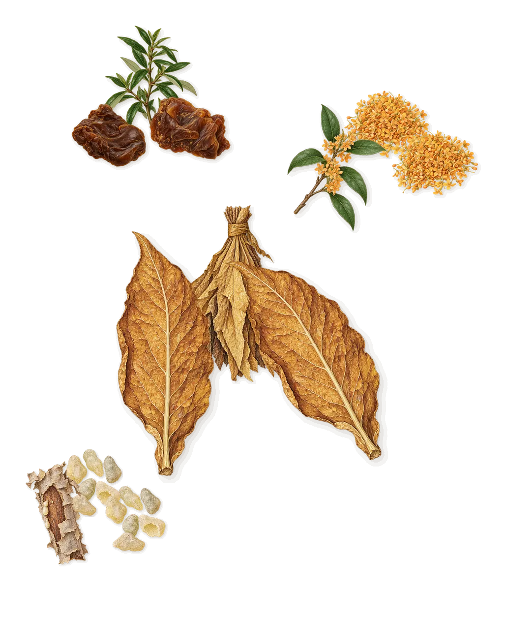 Herod, as it settles: Tobacco, Frankincense, Labdanum, Osmanthus