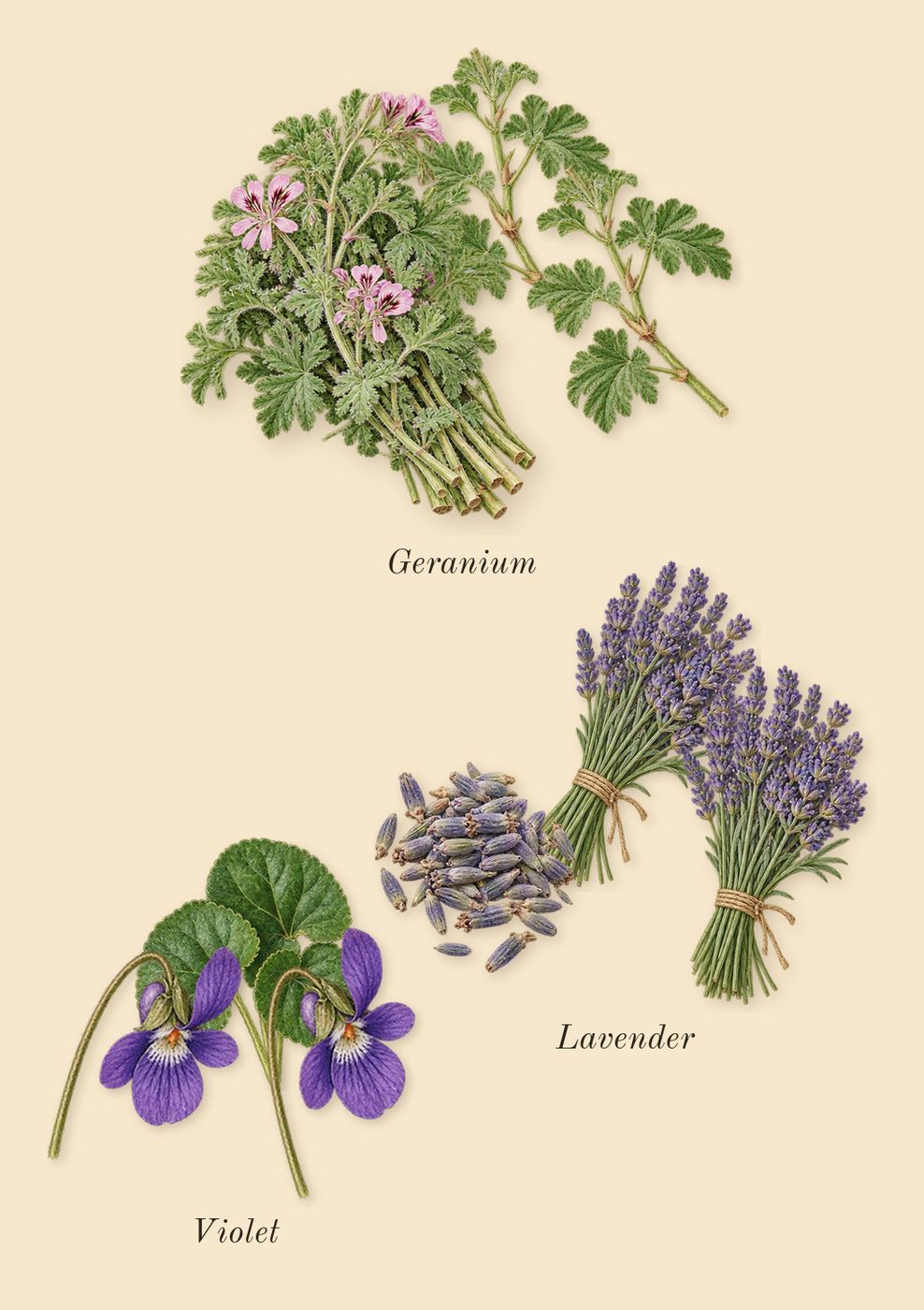 Layton, heart: Lavender, Violet, Geranium