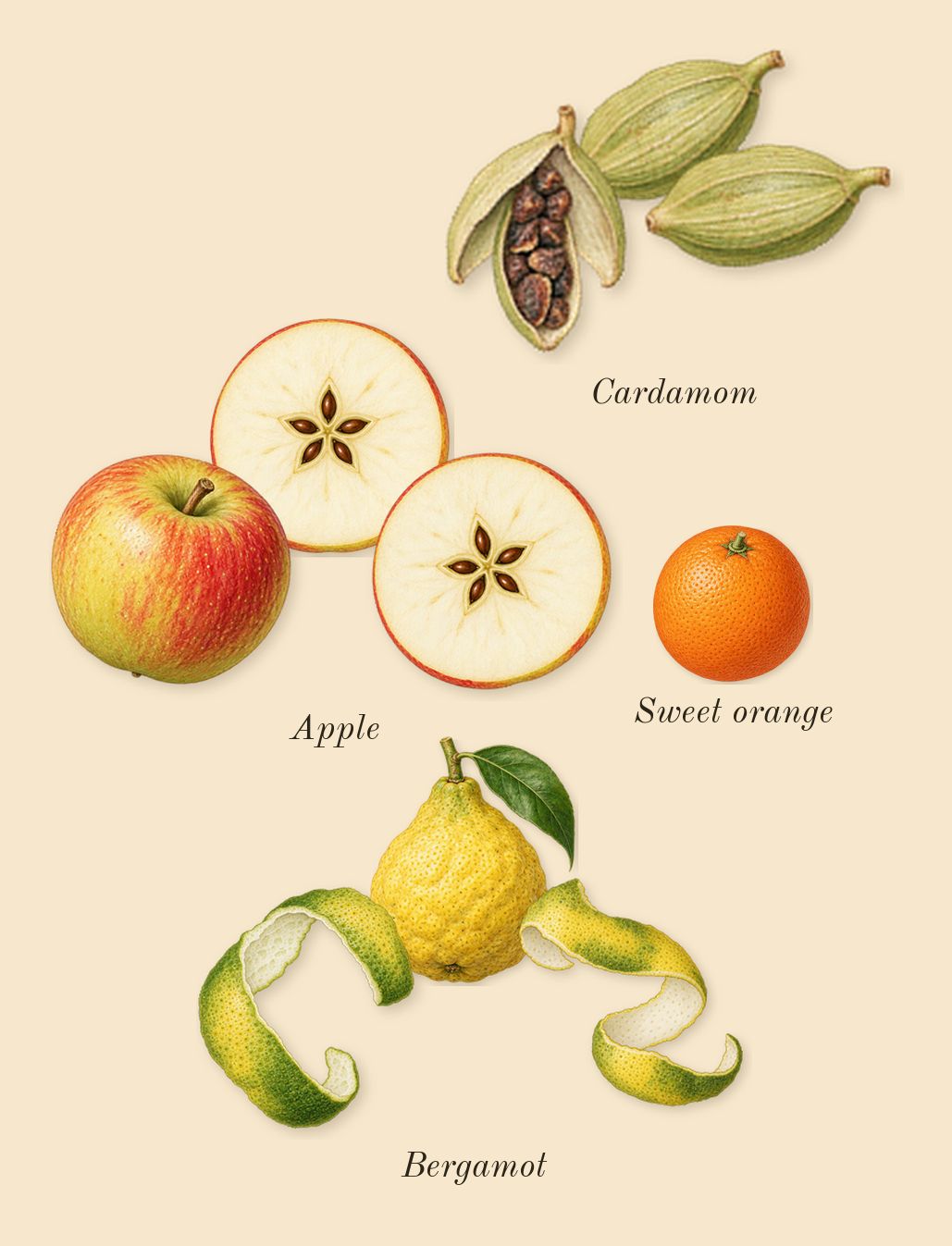 Layton, top notes: Apple, Bergamot, Cardamom, Sweet orange