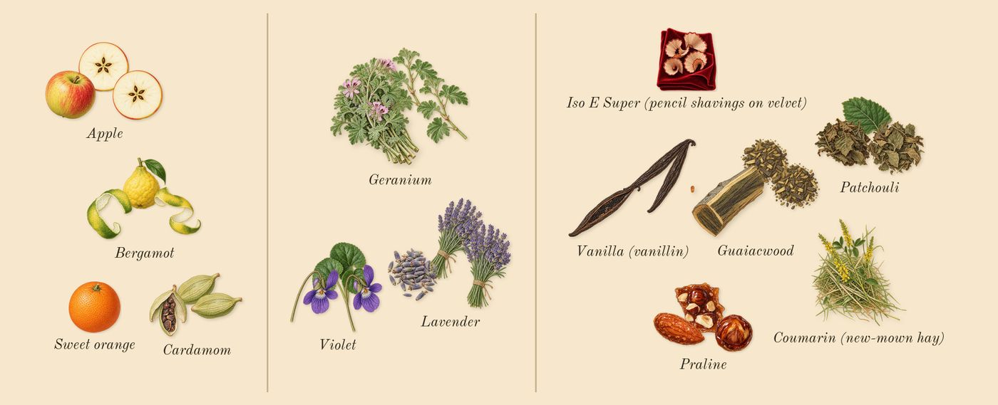 Layton’s scent picture, a draft: apple, bergamot, cardamom, lavender, violet, geranium drawn so far; dashed outlines where nothing is drawn yet