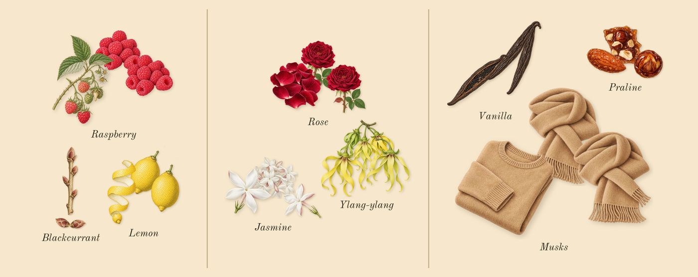 Meliora’s scent picture, a draft: blackcurrant, raspberry, lemon, rose, ylang-ylang, jasmine drawn so far; dashed outlines where nothing is drawn yet