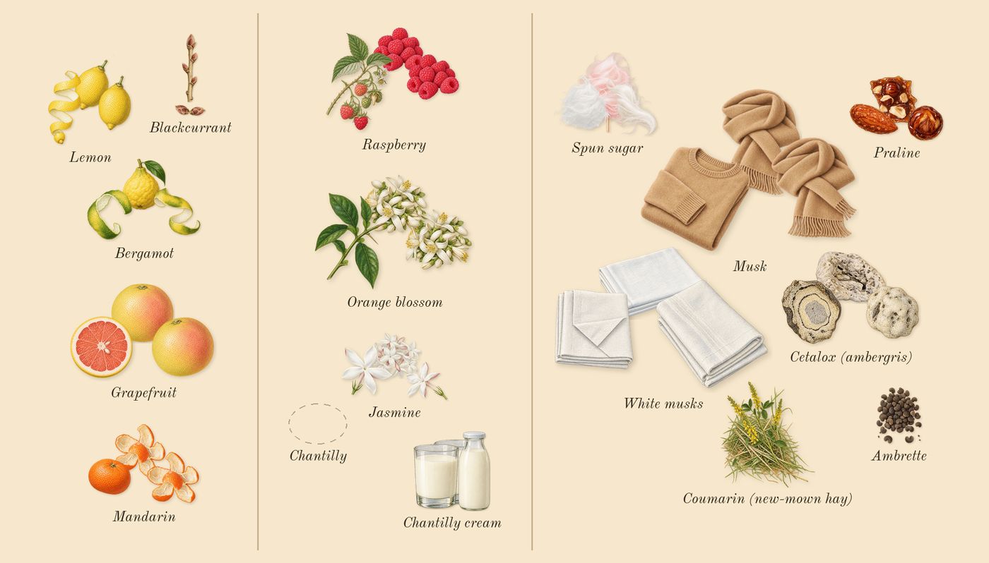 Oriana’s scent picture, a draft: mandarin, lemon, grapefruit, orange blossom, jasmine, spun sugar drawn so far; dashed outlines where nothing is drawn yet