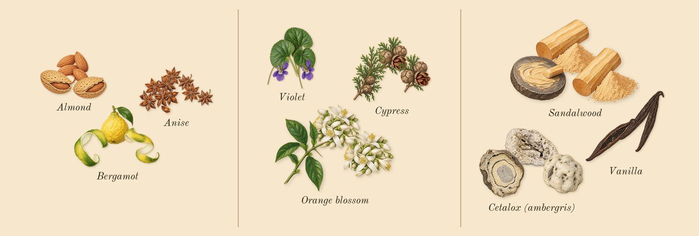 Pegasus’s scent picture, a draft: anise, bergamot, almond, cypress, violet, orange blossom drawn so far; dashed outlines where nothing is drawn yet