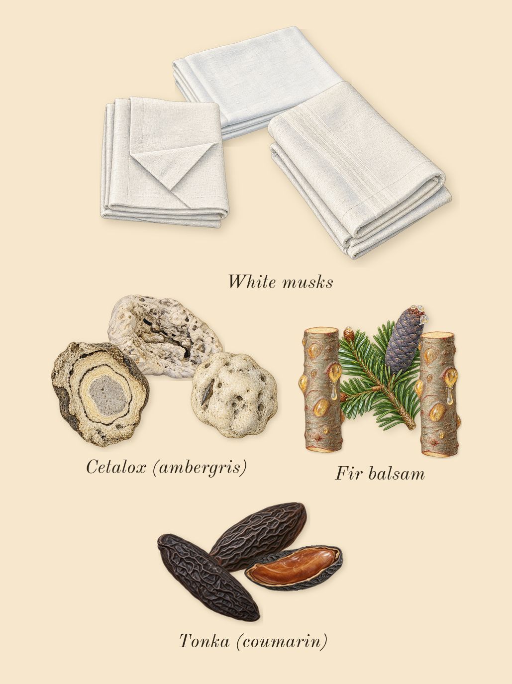Percival, dry-down: Fir balsam, Tonka (coumarin), Cetalox (ambergris), White musks