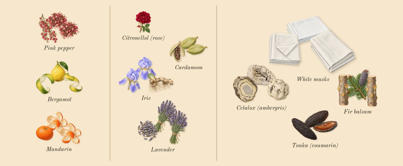 Percival’s scent picture, a draft: bergamot, mandarin, pink pepper, lavender, iris, cardamom drawn so far; dashed outlines where nothing is drawn yet
