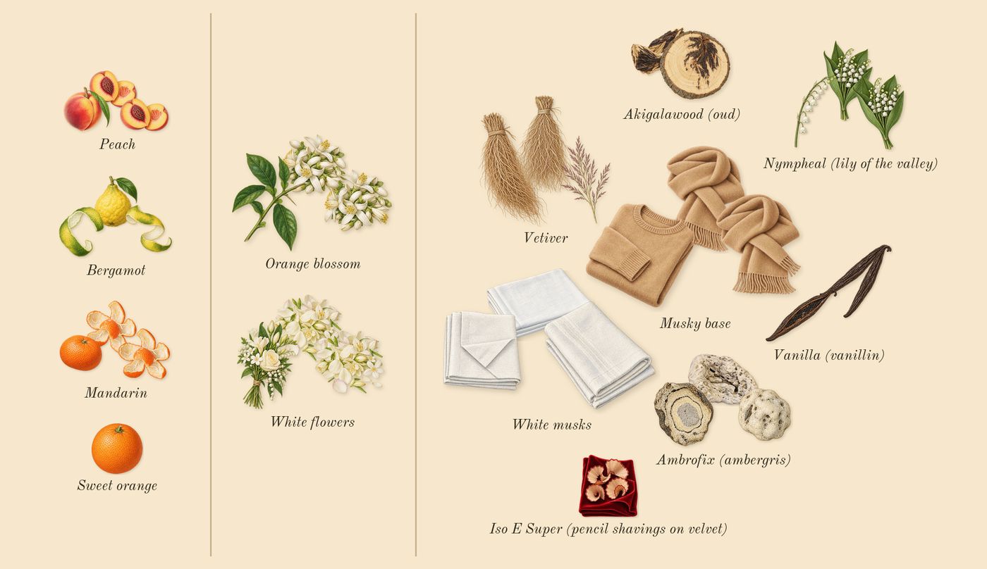 Valaya’s scent picture, a draft: bergamot, mandarin, peach, orange blossom, white flowers, white musks drawn so far; dashed outlines where nothing is drawn yet