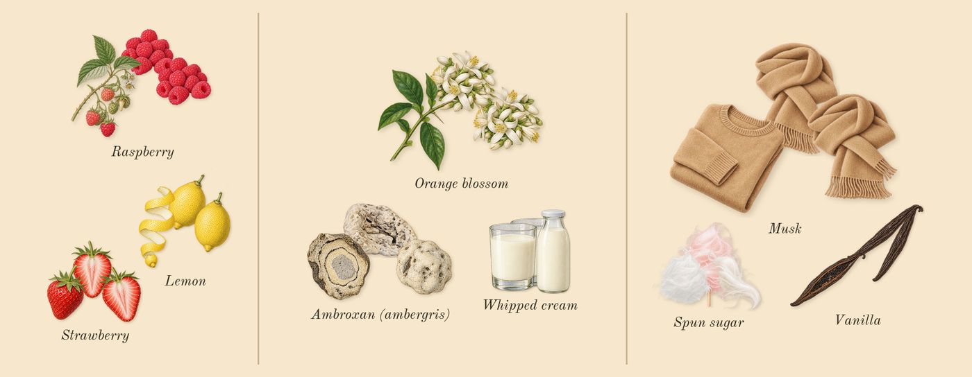 Marshmallow Blush’s scent picture, a draft: strawberry, raspberry, lemon, ambroxan (ambergris), orange blossom, whipped cream drawn so far; dashed outlines where nothing is drawn yet