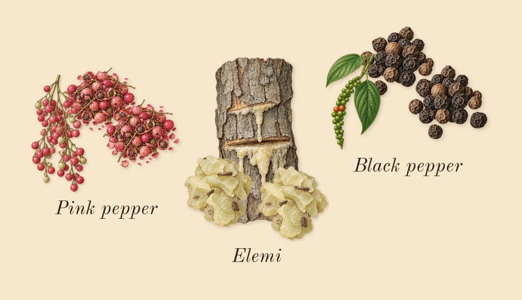 Rifaaqat, top notes: Black pepper, Pink pepper, Elemi