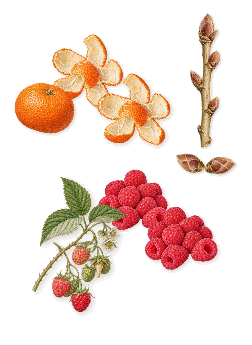 Can Can Burlesque, when you spray it: Mandarin, Raspberry, Blackcurrant