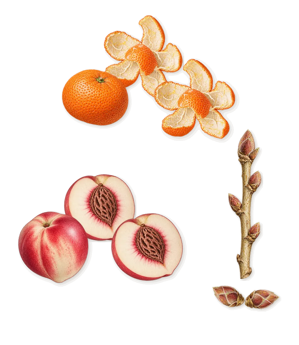 Can Can, when you spray it: Mandarin, Blackcurrant, White nectarine