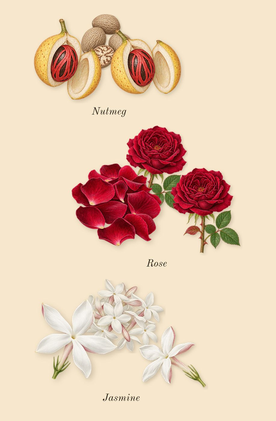 Halfeti, heart: Rose, Jasmine, Nutmeg
