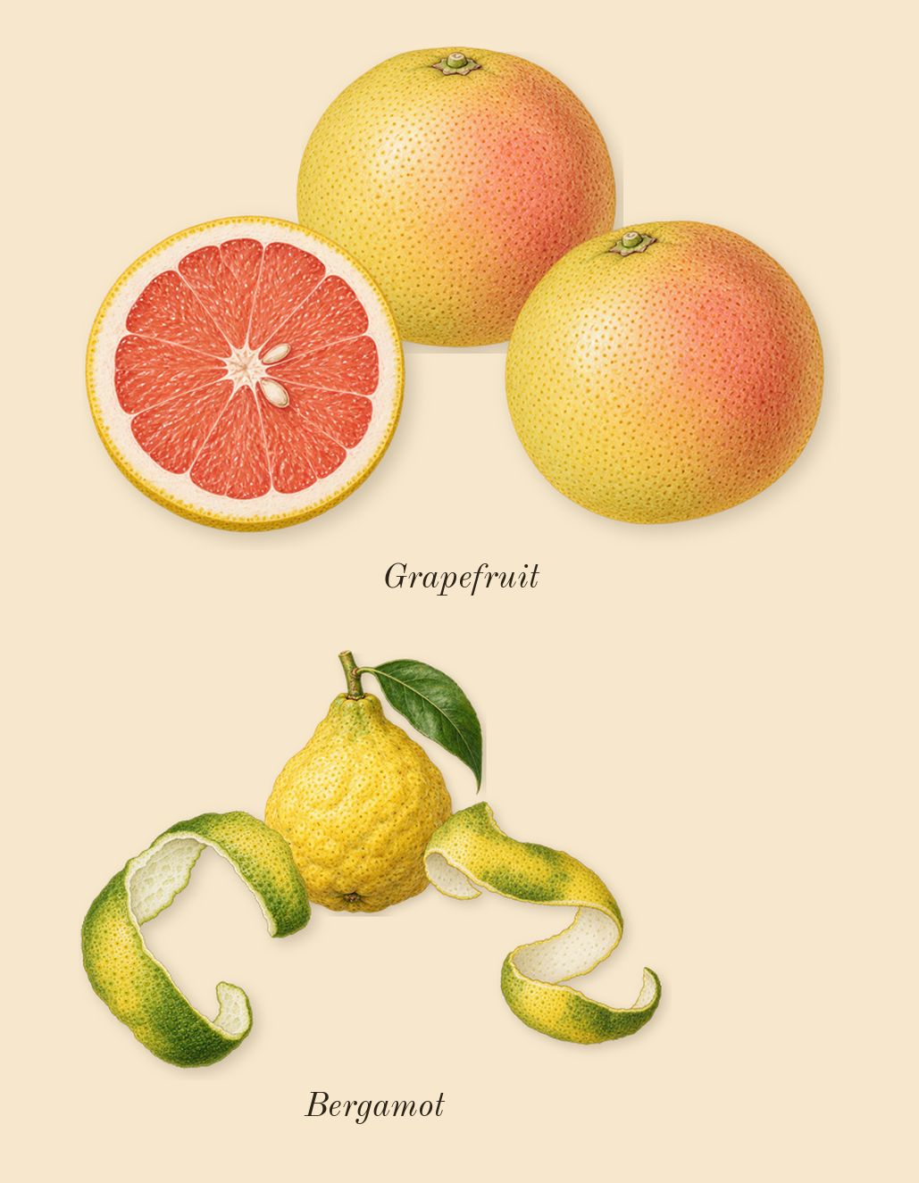 Halfeti, top notes: Bergamot, Grapefruit