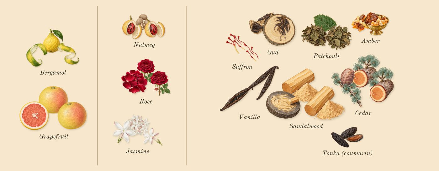 Halfeti’s scent picture, a draft: bergamot, rose, oud, grapefruit, amber, cedar drawn so far; dashed outlines where nothing is drawn yet