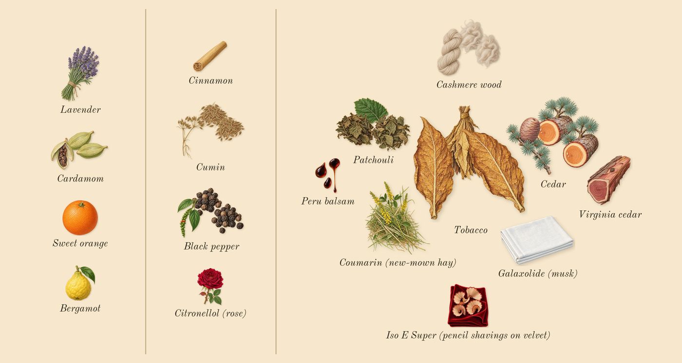 The Blazing Mister Sam’s scent picture, a draft: cardamom, black pepper, cedar, patchouli, cumin, cashmere wood drawn so far; dashed outlines where nothing is drawn yet