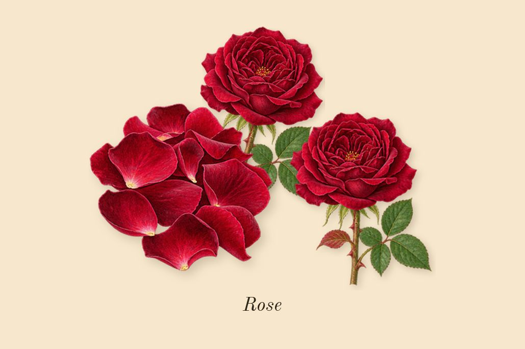 The Coveted Duchess Rose, heart: Rose