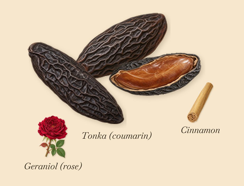 The Tragedy of Lord George, as it settles: Tonka (coumarin), Cinnamon, Geraniol (rose)