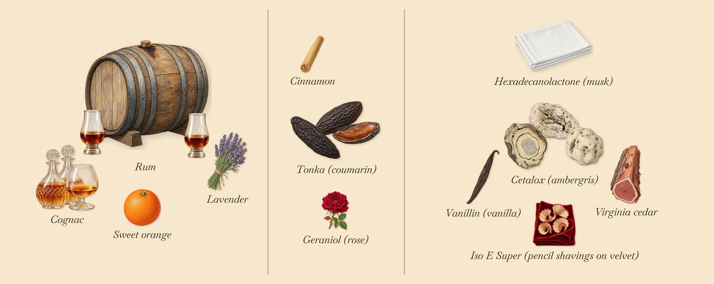 The Tragedy of Lord George’s scent picture, a draft: rum, tonka (coumarin), cetalox (ambergris), cognac, lavender, virginia cedar drawn so far; dashed outlines where nothing is drawn yet