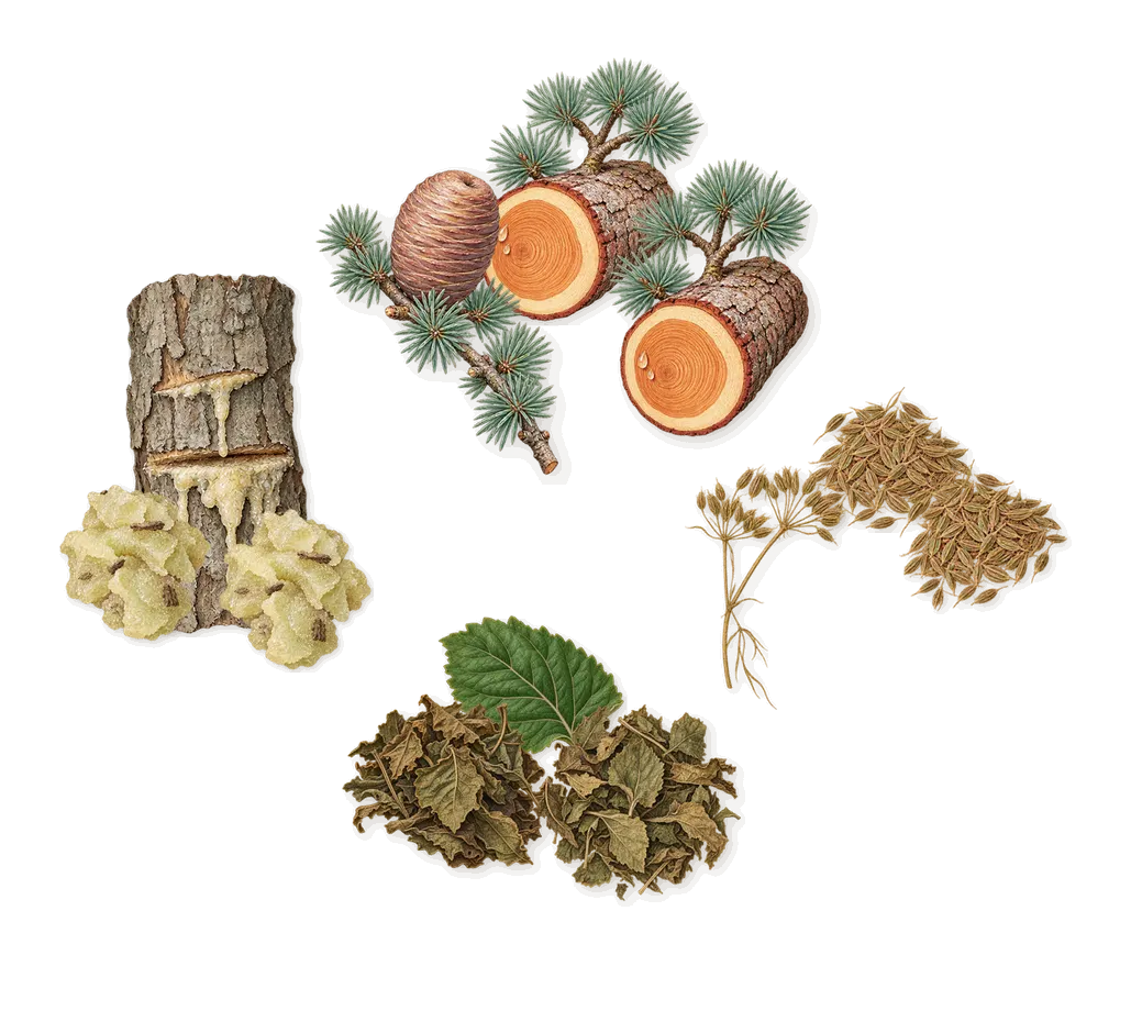 Canadian Tuxedo, as it settles: Cumin, Patchouli, Cedar, Elemi