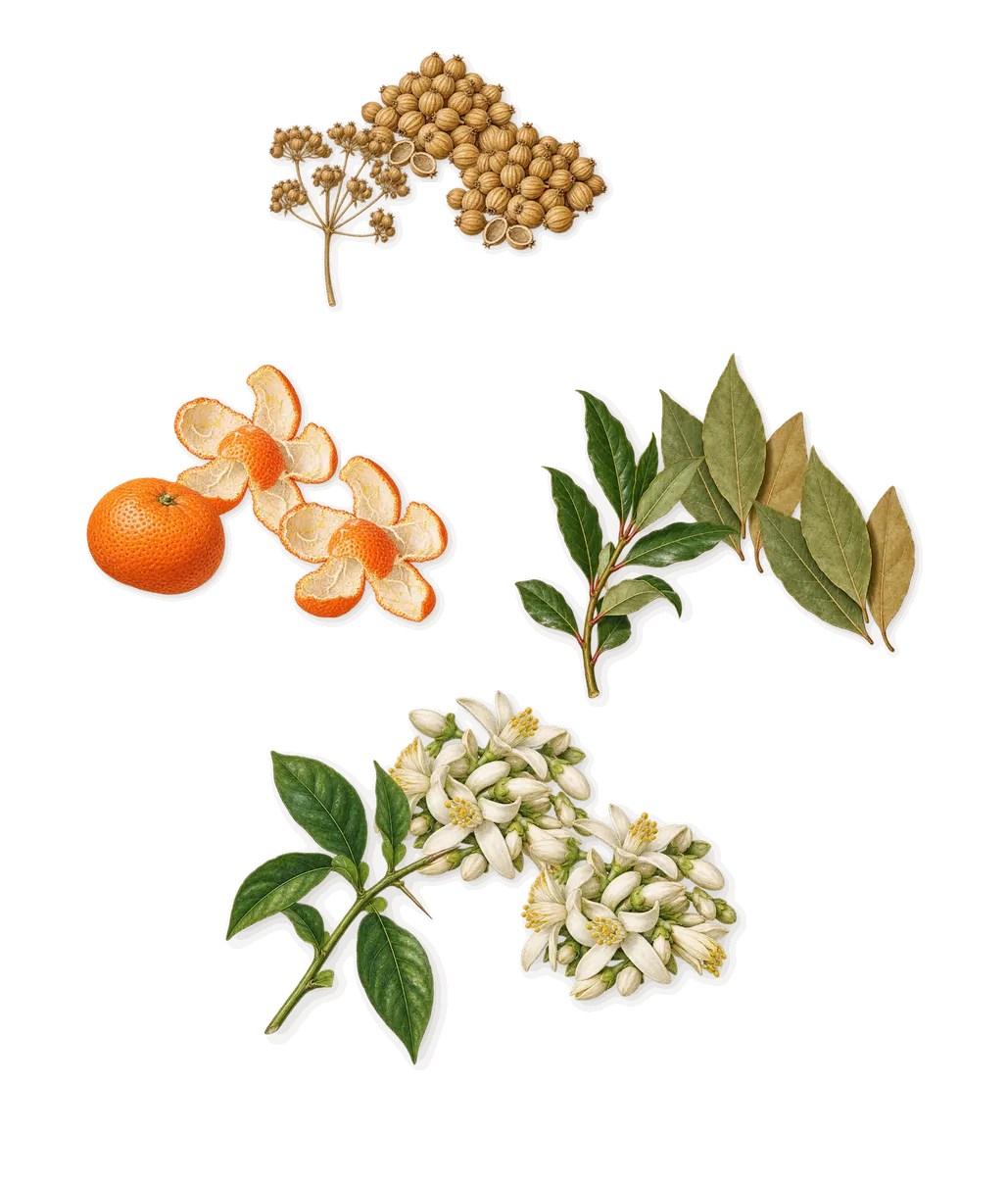 Canadian Tuxedo, when you spray it: Coriander, Orange flower, Bay, Mandarin