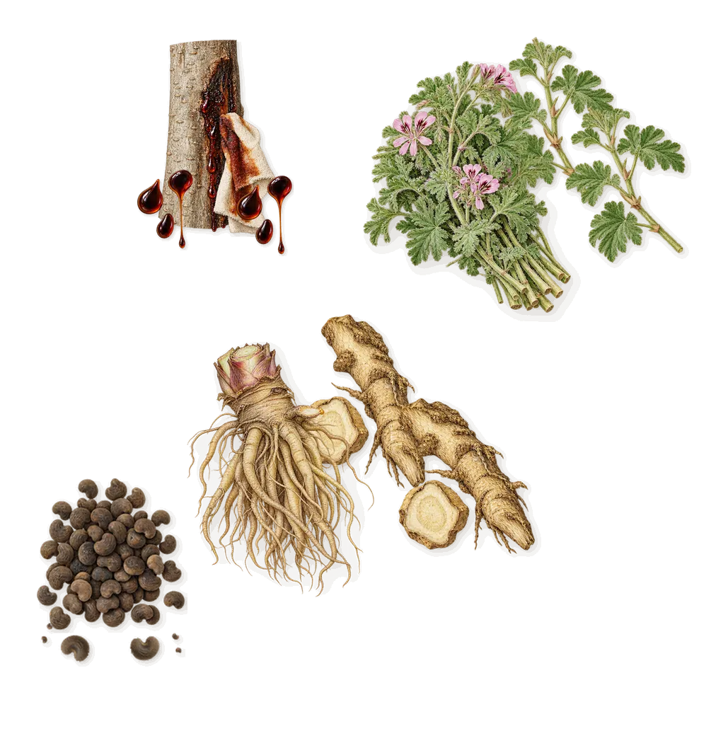 Reine des Anges, as it settles: Geranium, Angelica, Ambrette, Peru balsam
