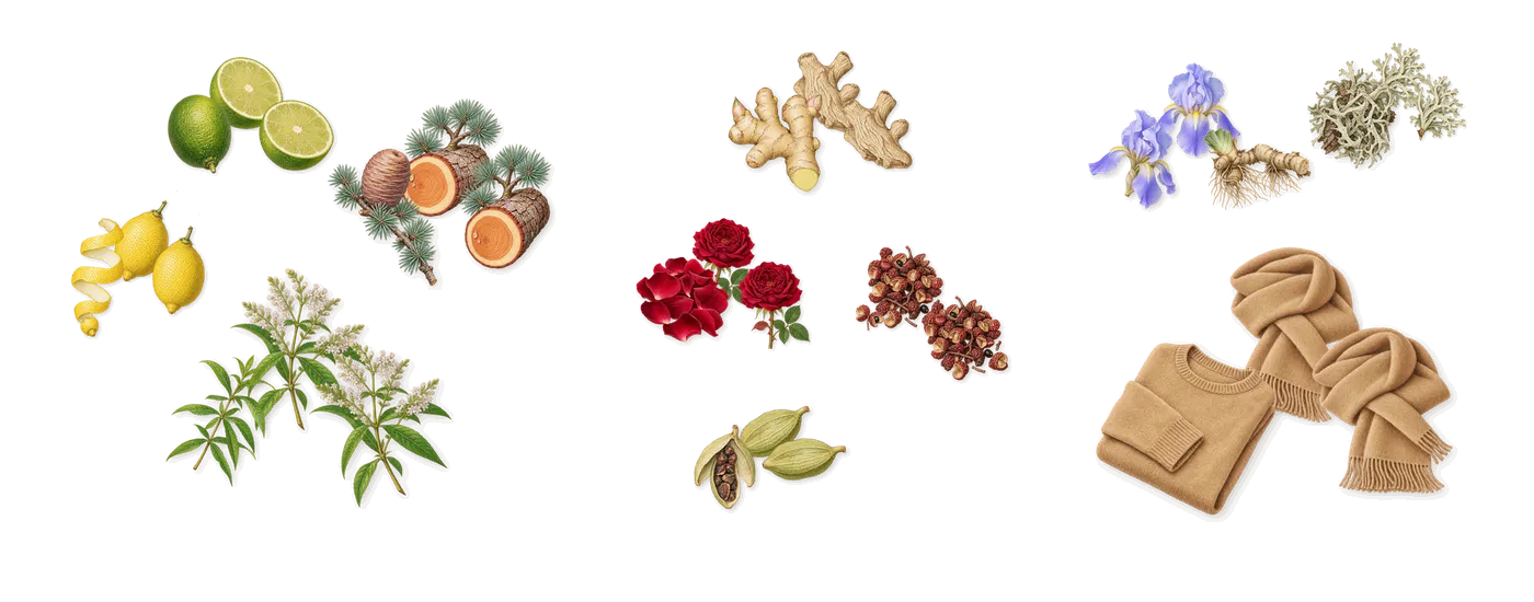 Cedro di Diamante’s scent picture, a draft: cedar, lime, lemon, lemon verbena, rose, ginger drawn so far; dashed outlines where nothing is drawn yet