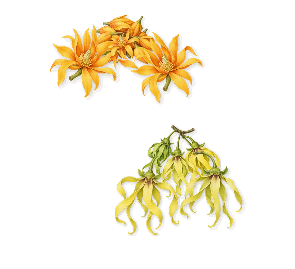 Vanille de Tahiti, when you spray it: Ylang-ylang, Champaca
