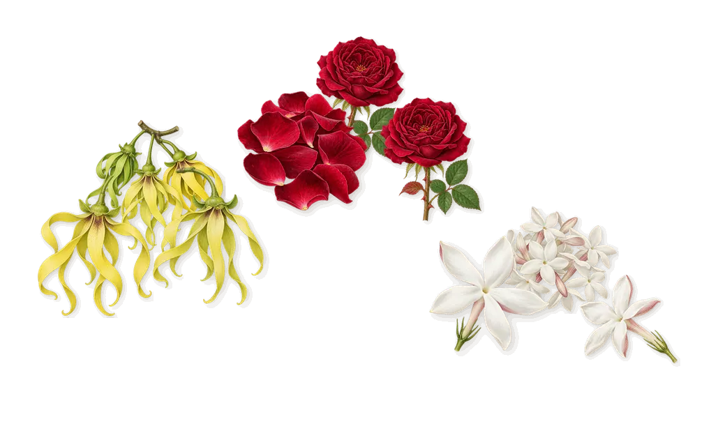 Ylang Ylang Nosy Be, as it settles: Ylang-ylang, Rose, Jasmine