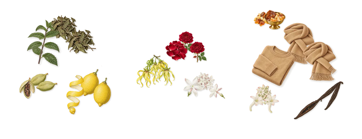 Ylang Ylang Nosy Be’s scent picture, a draft: lemon, mint, ylang-ylang, rose, jasmine, vanilla drawn so far; dashed outlines where nothing is drawn yet